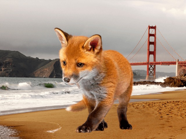 Закон принят: В Калифорнии запретили продажу изделий из натурального меха