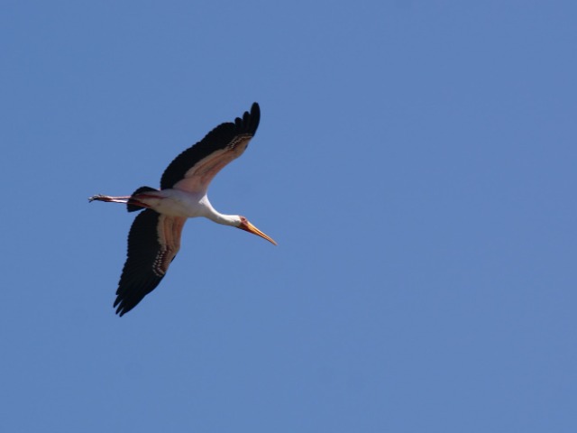 NFT-проєкт Free Leleka збирає кошти для допомоги жінкам і дітям в Україні