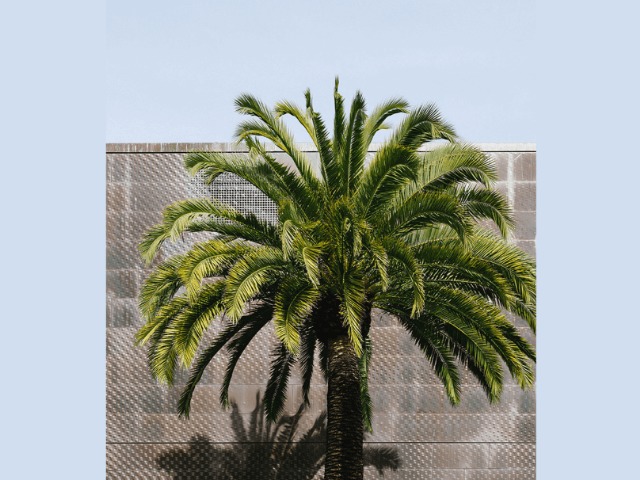 В Израиле вырастили пальмы из семян, которым больше 2 000 лет