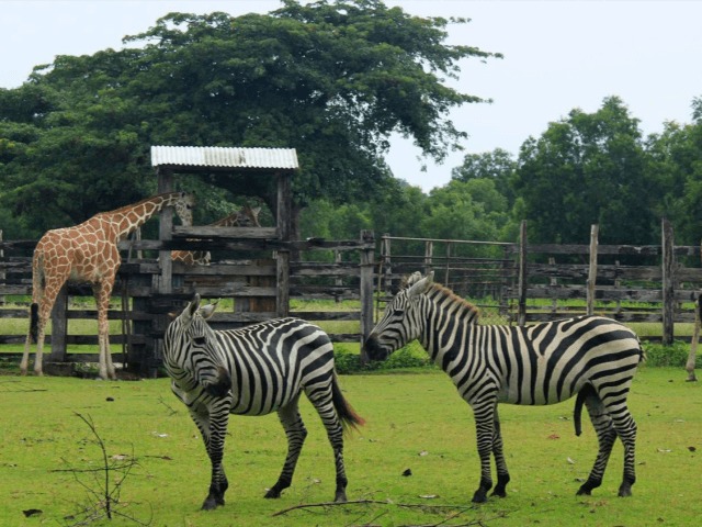 В Днепре построят самый большой сафари-парк в Украине