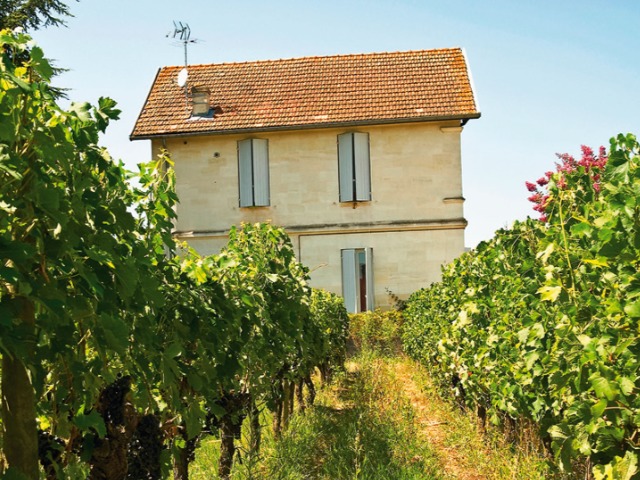 Откуда появилась мода на органические вина и чем они отличаются от "обычного" вина?