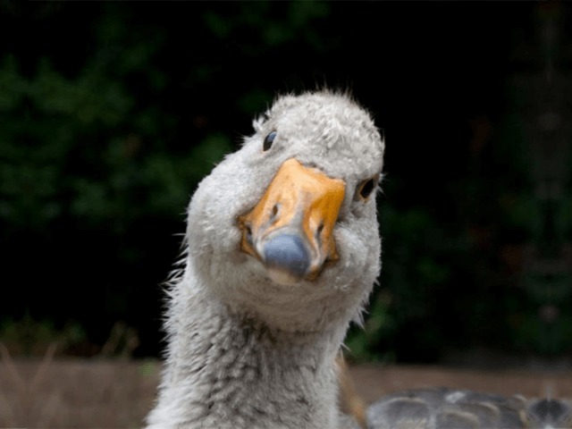 В Нью-Йорке запретили продавать фуа-гра