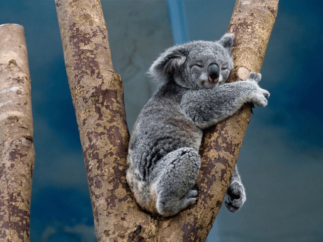 Коала-челлендж в Instagram: Зачем пользователи копируют животных