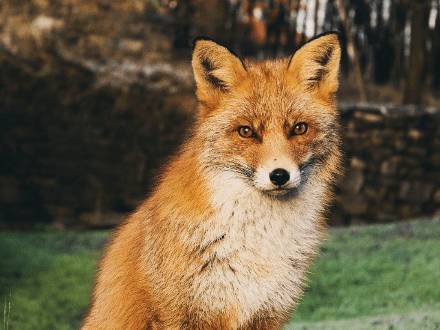 Израиль — первая в мире страна, запретившая продажу натурального меха