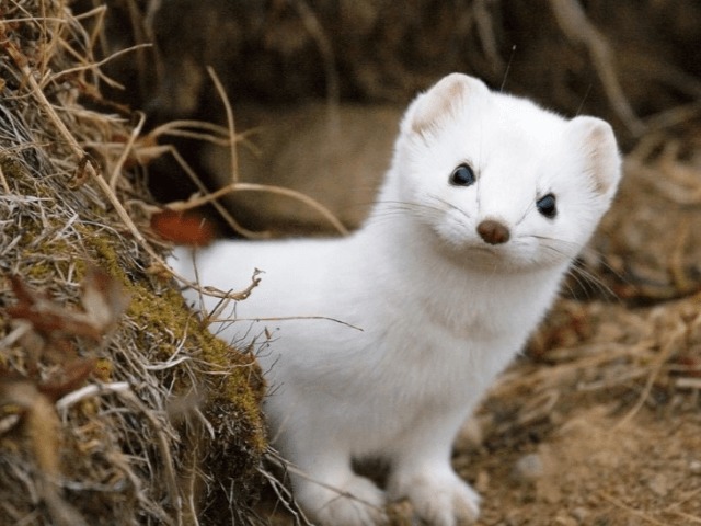 В Дании уничтожат до 17 миллионов норок. Все из-за мутации COVID-19 