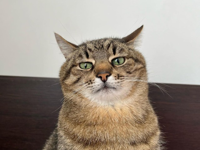 Кіт Степан зібрав $ 10 тисяч за 4 дні, аби допомогти врятувати тварин з українських зоопарків