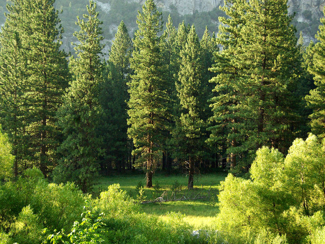 В Украине за один день высадят 5 миллионов деревьев