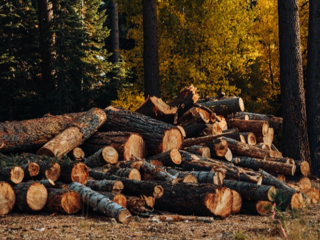 Исследование: Более 50 модных брендов причастны к вырубке лесов Амазонии