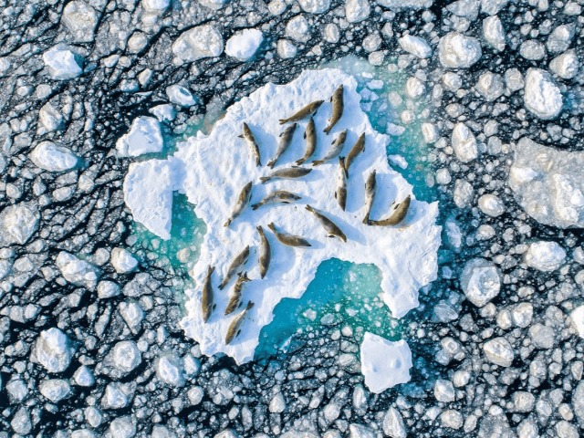 Не про коронавирус: Лучшие фото дикой природы — 2020