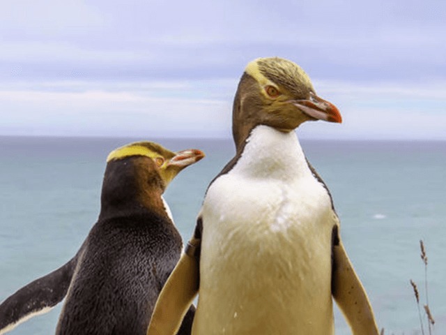 В Новой Зеландии выбрали лучшую птицу года