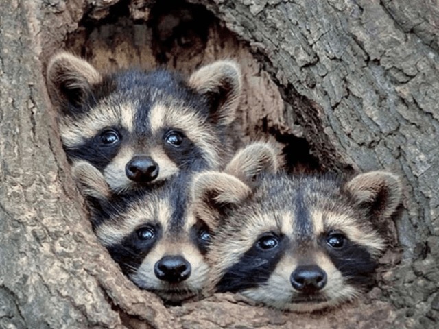 Maje, Sandro и Claudie Pierlot отказались от использования натурального меха