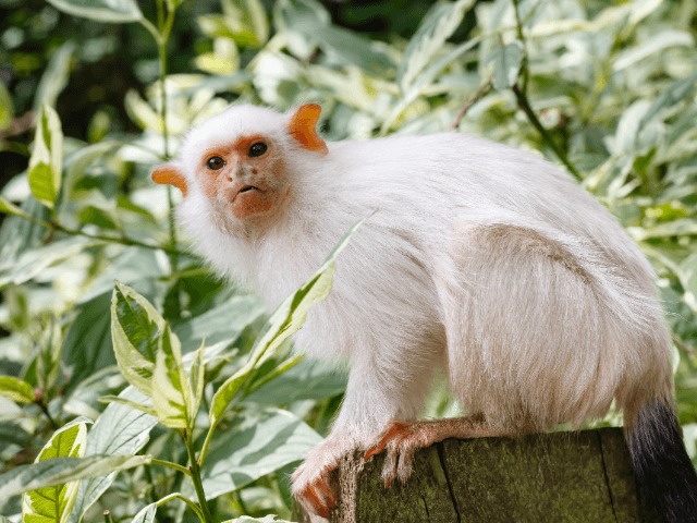 Бразильские ученые обнаружили новый вид мартышек. Он уже под угрозой вымирания 