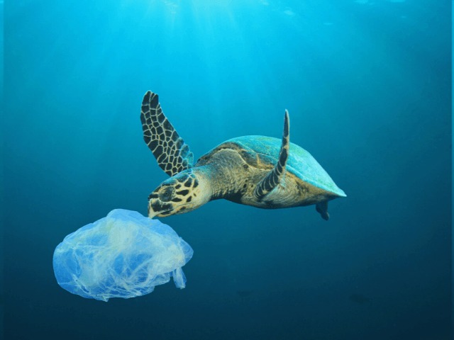 Исследователь обнаружил полиэтиленовый пакет в Марианской впадине — самой глубокой части Тихого океана