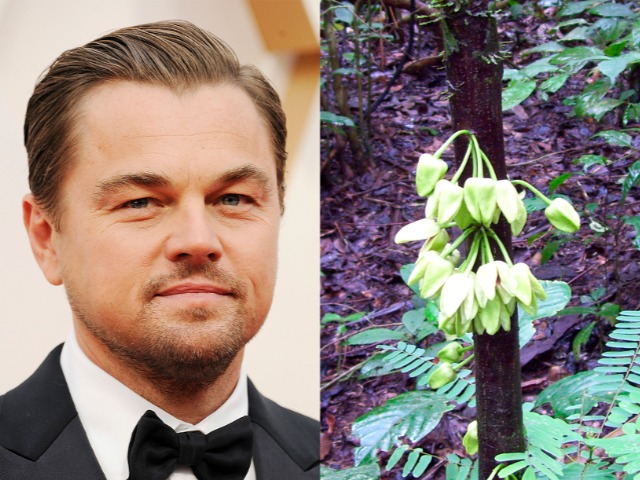 В честь Леонардо Ди Каприо назвали вид тропического дерева. Он помог остановить вырубку лесов