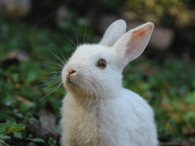В Мексике запретили тестировать косметику на животных