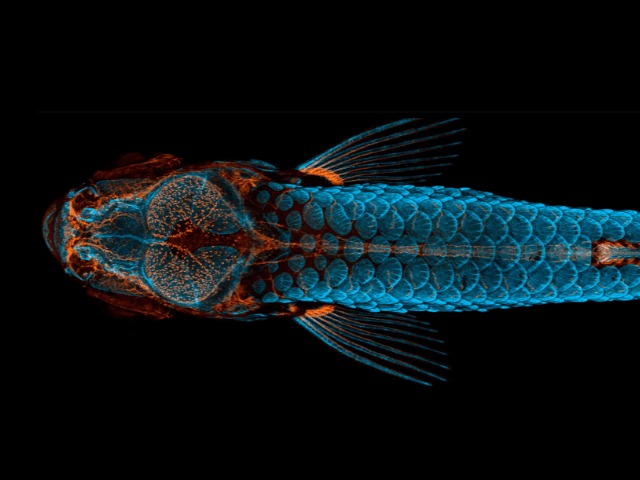 Язык улитки и портрет бабочки: Названы лучшие работы фотоконкурса Nikon Small World Photomicrography — 2020